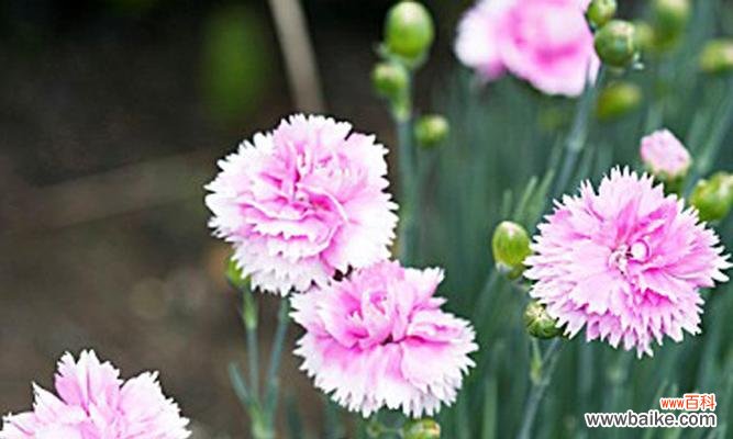 康乃馨的风水寓意是什么？最佳摆放位置在哪里？