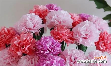 康乃馨的风水寓意是什么？最佳摆放位置在哪里？