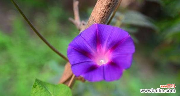 喇叭花的寓意和象征是什么?如何在园艺中应用?