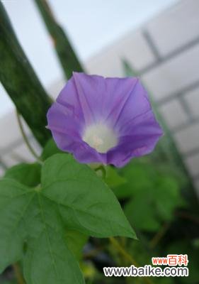 喇叭花的寓意和象征是什么?如何在园艺中应用?