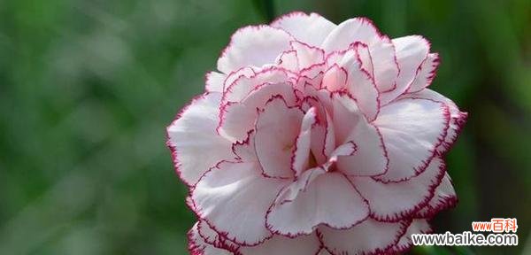 康乃馨花语象征与寓意是什么?如何选择合适的康乃馨表达情感?