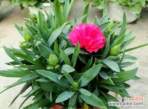 康乃馨代表什么？风水中康乃馨有何特殊含义？