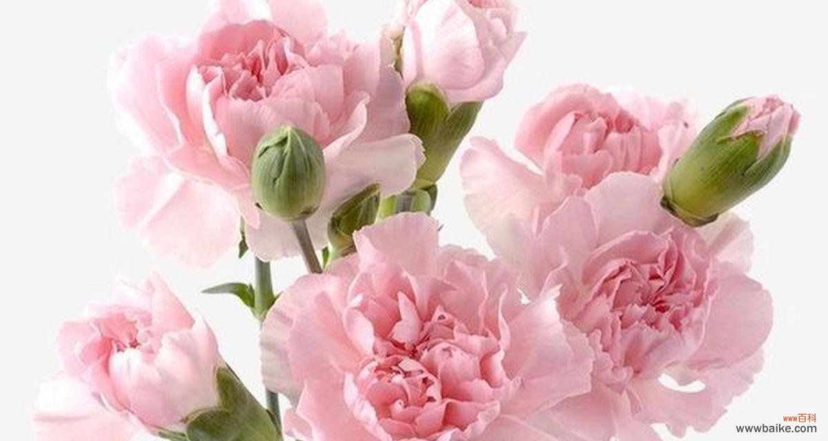 康乃馨的花语是什么意思?康乃馨寓意象征有哪些?