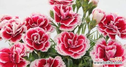 康乃馨的花语是什么?它代表的意义和寓意有哪些?