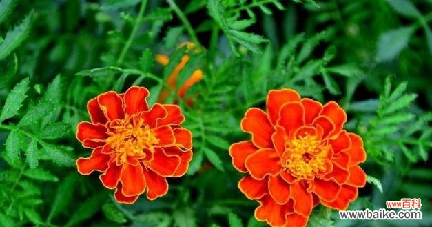 孔雀草的花语是什么?孔雀草寓意着什么?