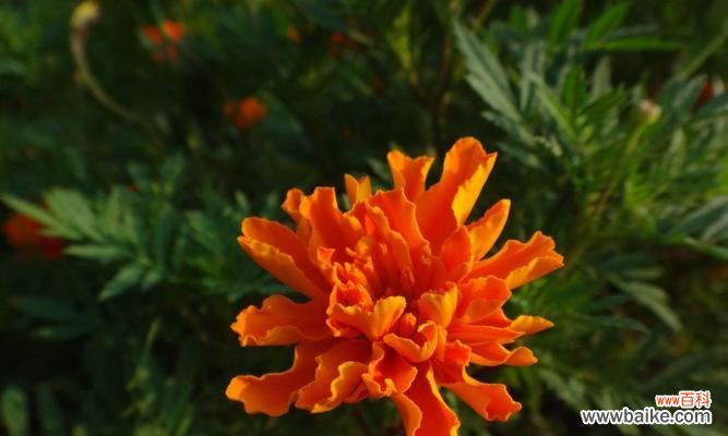 孔雀草的花语是什么?孔雀草寓意着什么?