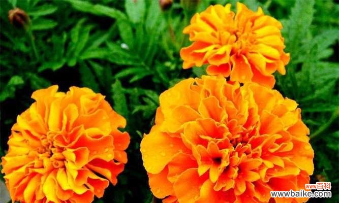 孔雀草的花语是什么?孔雀草寓意着什么?