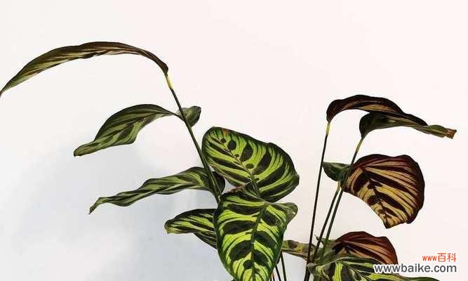 孔雀竹芋开花了吗？好兆头与寓意是什么？