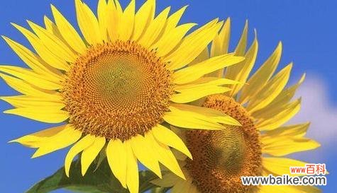 葵花象征意义是什么？葵花寓意代表什么？