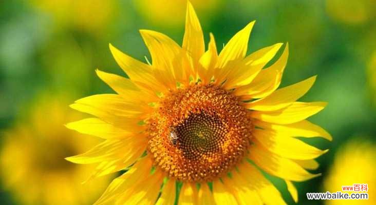 葵花象征意义是什么？葵花寓意代表什么？