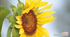 葵花的象征意义是什么？葵花寓意有哪些常见解释？