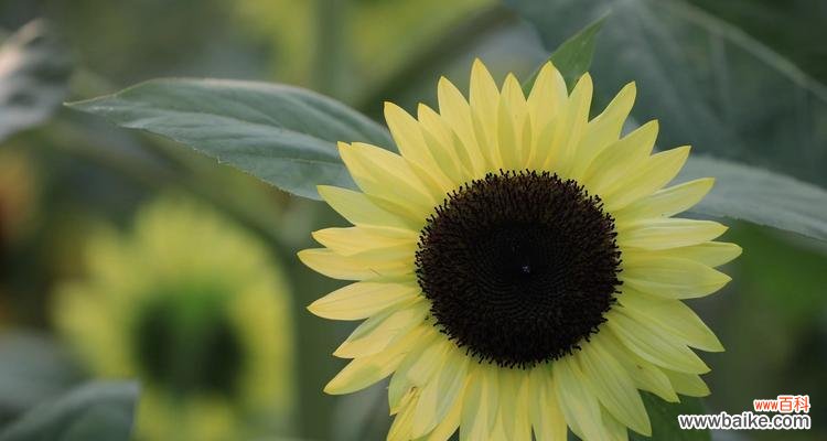 葵花的象征意义是什么？葵花寓意有哪些常见解释？