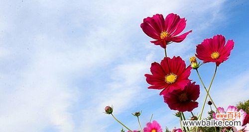 拉萨市花是格桑花吗？格桑花的寓意象征是什么？