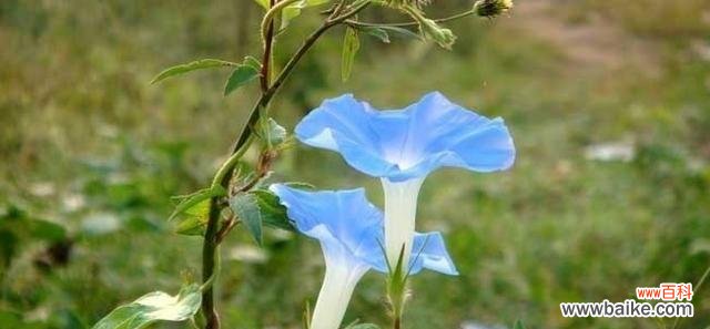 喇叭花的花语是什么?它的寓意有哪些常见问题?