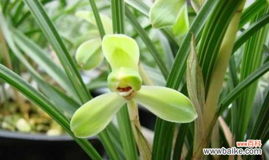 从花语到寓意,解读兰花的美丽与神秘 兰花——永恒的高雅