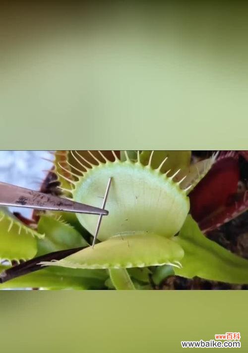 揭秘捕蝇草的意义与象征，了解捕蝇草的花语 捕蝇草花语