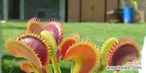 揭秘捕蝇草的意义与象征，了解捕蝇草的花语 捕蝇草花语