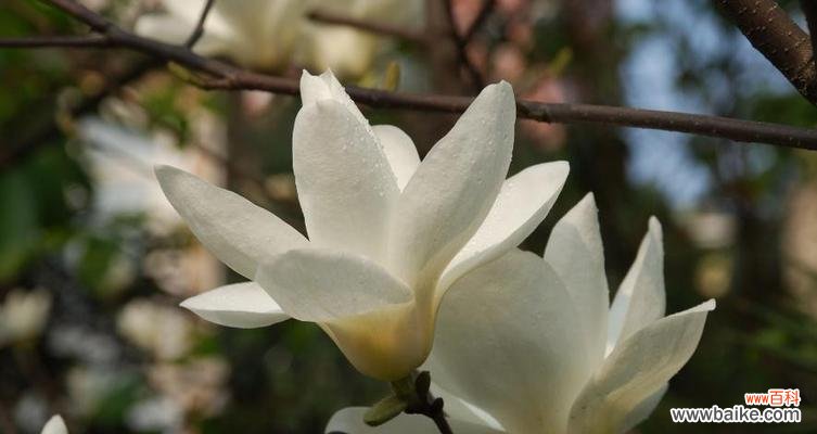 探寻玉兰花的深层含义 玉兰花的花语与寓意