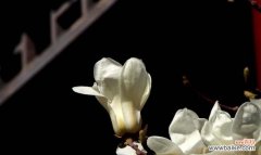 探寻玉兰花的深层含义 玉兰花的花语与寓意