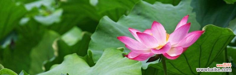 探究莲花文化的精髓 莲花的深刻寓意