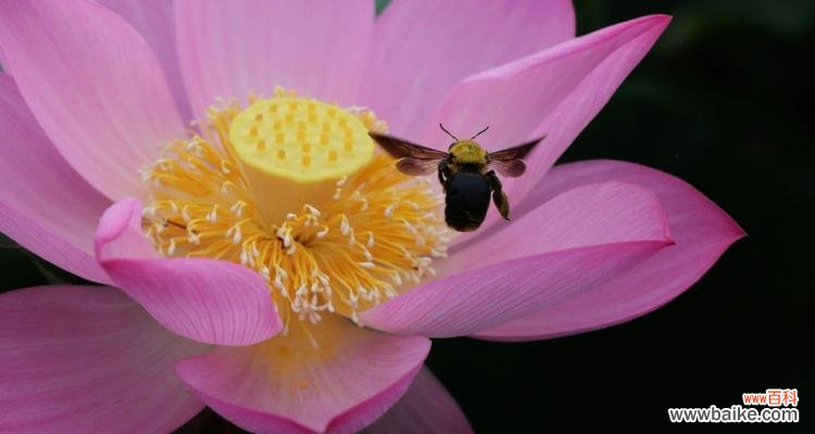 探究莲花文化的精髓 莲花的深刻寓意