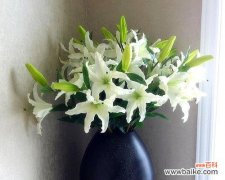 探秘花语的深层含义 白百合花语与代表意思