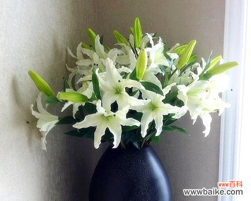 探秘花语的深层含义 白百合花语与代表意思