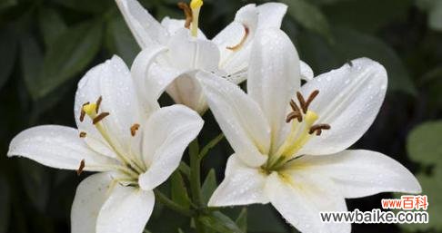 探秘花语的深层含义 白百合花语与代表意思