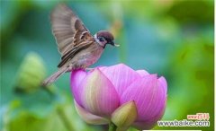 探索荷花代表的含义与象征 荷花花语的深刻寓意