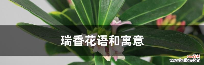 探究花语内涵与文化背景，揭示人类情感和生命哲学 解读瑞香花花语