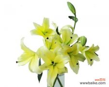 解读黄天霸百合花的吉祥寓意 探寻黄天霸百合花的花语