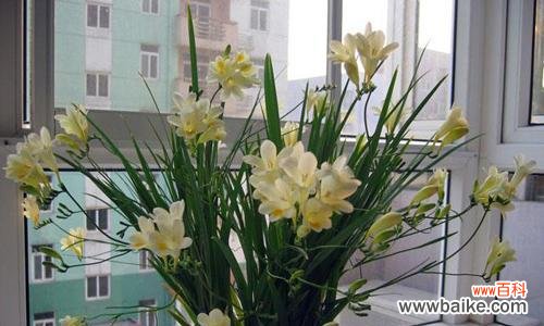 探寻晚香玉的深层内涵 解密晚香玉花语