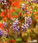 探究紫藤花的花语和传说 紫藤花——爱与神话