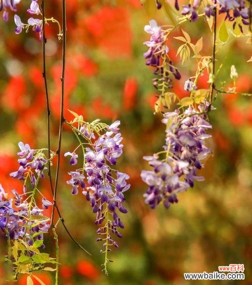 探究紫藤花的花语和传说 紫藤花——爱与神话