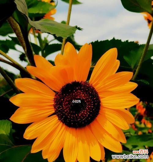 揭开向日葵的花语，探寻爱情的深意 向日葵的花语——美好的爱情