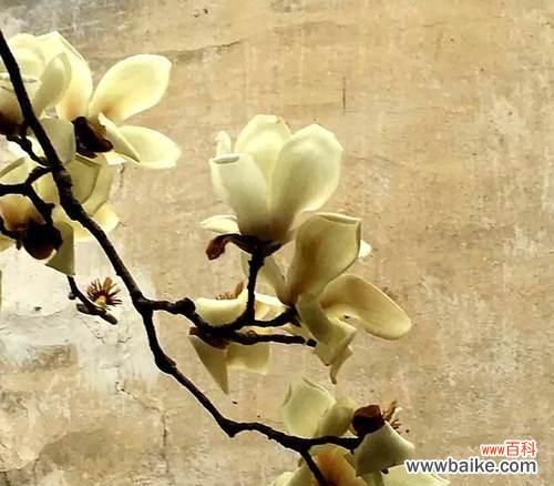 探究玉兰花背后的深刻含义 玉兰花语和寓意