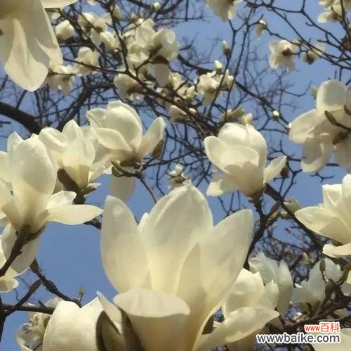 探究玉兰花背后的深刻含义 玉兰花语和寓意