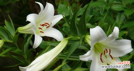 解读百合花的含义与象征 百合花的花语