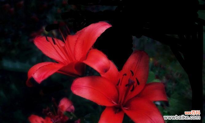 解读百合花的含义与象征 百合花的花语