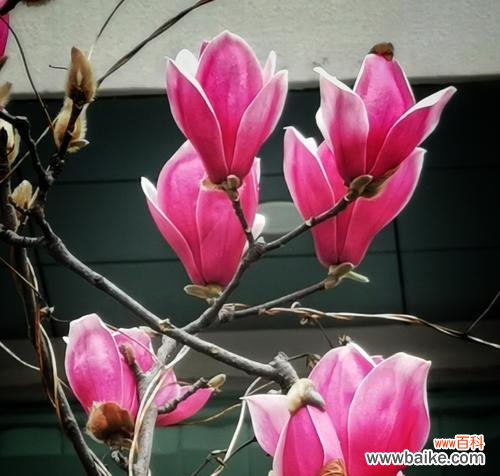 玉兰花语之美——探究玉兰花的花语和象征意义