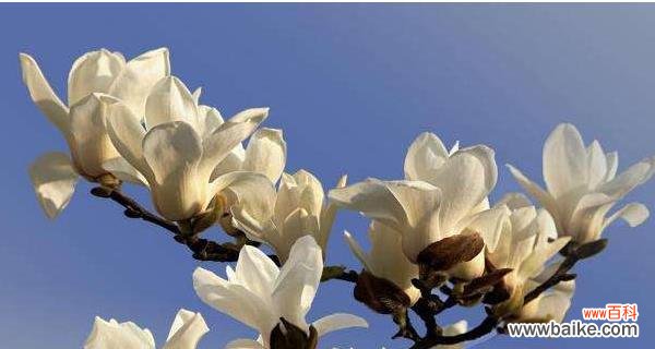 玉兰花语之美——探究玉兰花的花语和象征意义