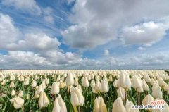 郁金香一直不发芽怎么办