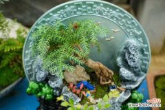 澳洲杉叶子枯萎怎么办