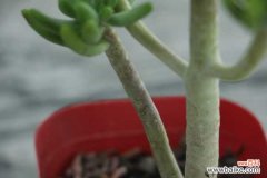 乙女心变软变皱怎么办