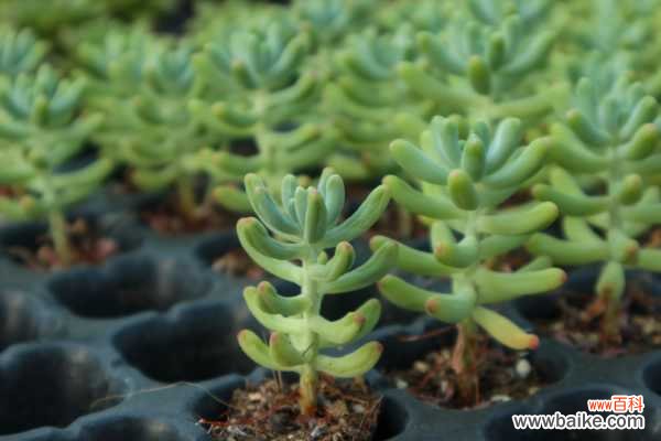 乙女心变软变皱怎么办