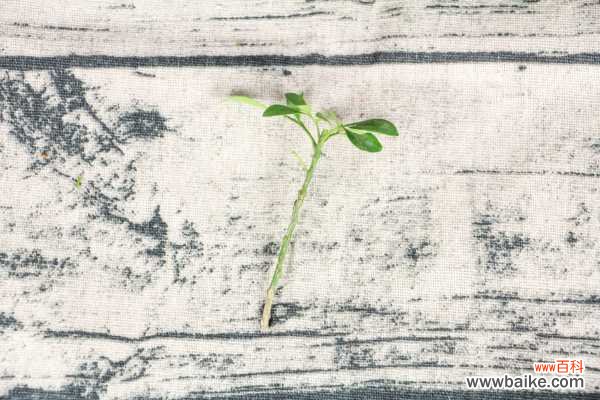 米兰叶子上长白斑怎么办