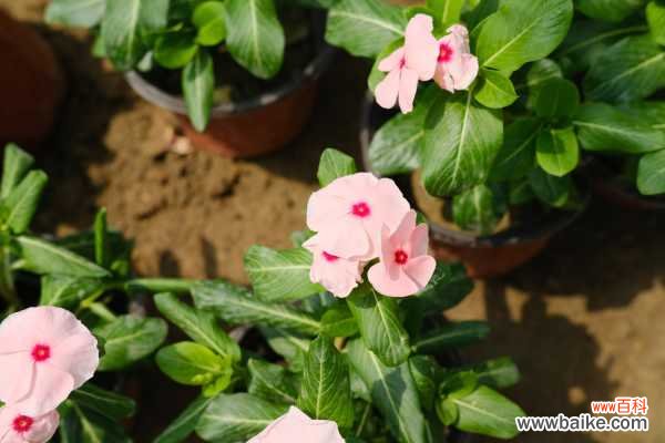 长春花叶子枯萎怎么办？