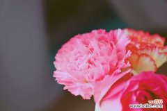 康乃馨不开花怎么办