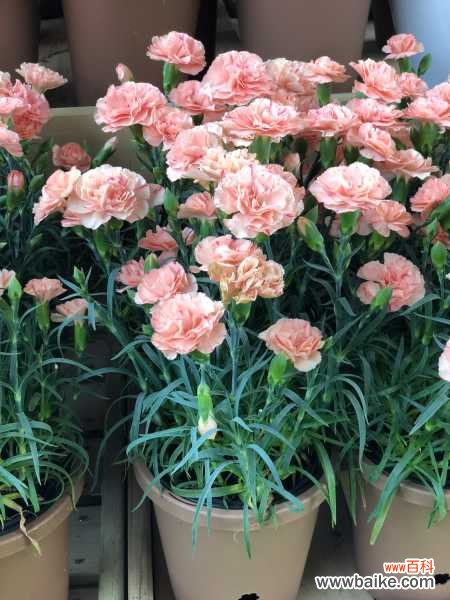 康乃馨不开花怎么办