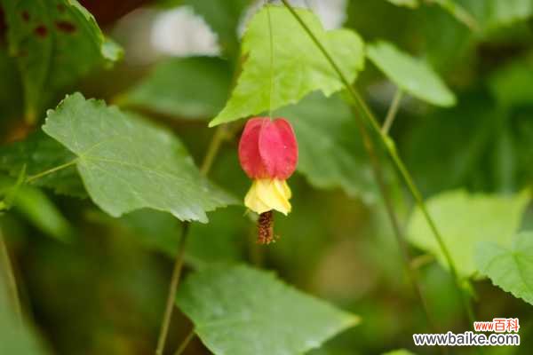 蔓性风铃花不开花怎么办